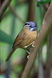 Gray-throated Babbler